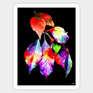 Virginia Creeper Sticker